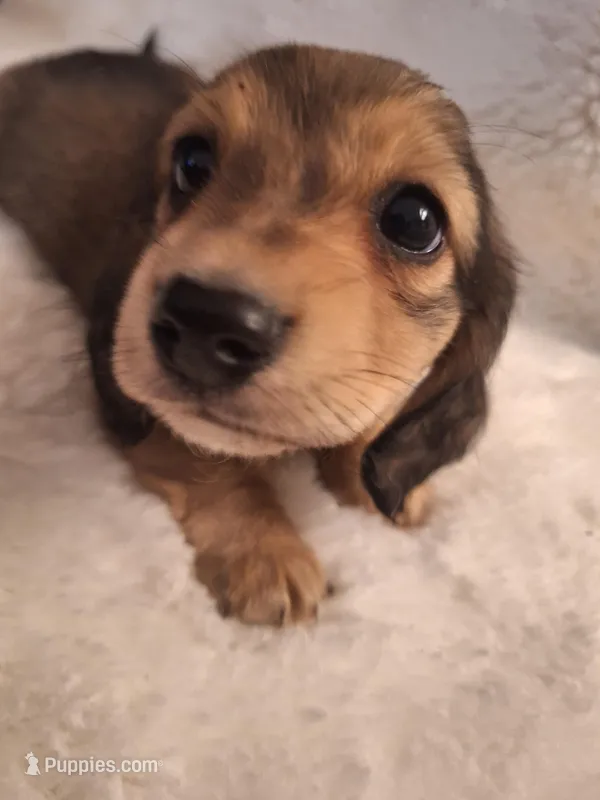 Dexter, a male Miniature Dachshund for sale in Griffin, GA – Photo 1 of 4