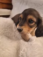 Duke, a male Miniature Dachshund for sale in Griffin, GA – Photo 1 of 4