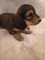 Duke, a male Miniature Dachshund for sale in Griffin, GA – Photo 4 of 4