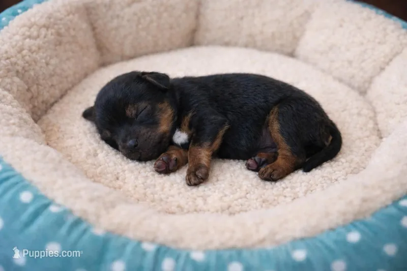Boy 2 , a male Yorkshire Terrier for sale in Spencer, IN – Photo 1 of 1