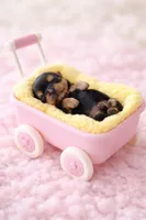 Girl 1, a female Yorkshire Terrier for sale in Spencer, IN – Photo 1 of 2