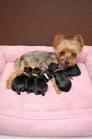 Boy red , a male Yorkshire Terrier for sale in Spencer, IN – Photo 1 of 2