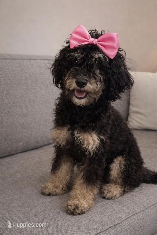 Adalyne, a female Bernedoodle for sale in Spencer, IN – Photo 1 of 1