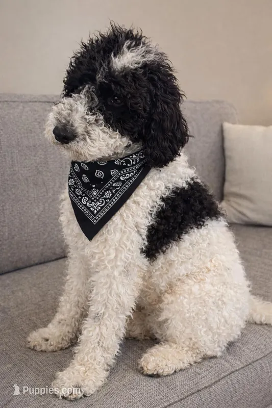 Jhett, a male Bernedoodle for sale in Spencer, IN – Photo 1 of 1