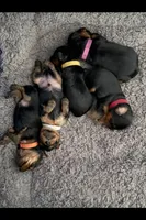 Pink girl , a female Yorkshire Terrier for sale in Spencer, IN – Photo 2 of 2