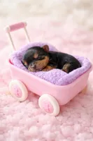 Girl 3, a female Yorkshire Terrier for sale in Spencer, IN – Photo 1 of 2