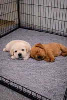 Male 1, a male Golden Retriever for sale in Spencer, IN – Photo 1 of 3