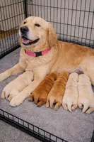 Male 1, a male Golden Retriever for sale in Spencer, IN – Photo 2 of 3