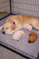 Girl 2, a female Golden Retriever for sale in Spencer, IN – Photo 2 of 3