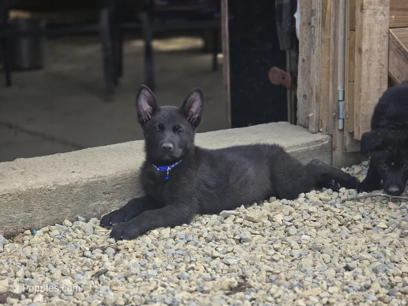 Oakley – German Shepherd Dog puppy for sale in Darlington, WI