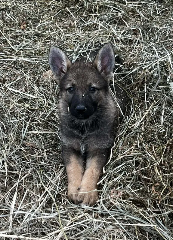 Morgan – German Shepherd Dog puppy for sale in Darlington, WI