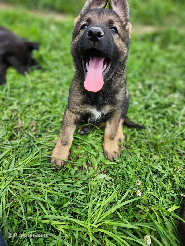 Steele – German Shepherd Dog puppy for sale in Darlington, WI