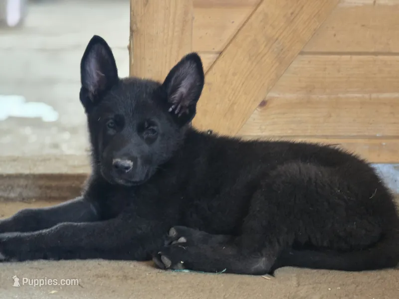 Willow  – German Shepherd Dog puppy for sale in Darlington, WI