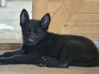 Willow , a female German Shepherd Dog for sale in Darlington, WI – 1 of 4