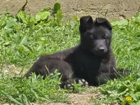 Willow , a female German Shepherd Dog for sale in Darlington, WI – 2 of 4