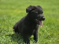 Willow , a female German Shepherd Dog for sale in Darlington, WI – 4 of 4