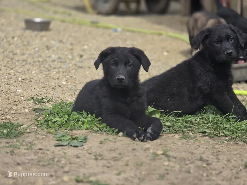 Oakley – German Shepherd Dog puppy for sale in Darlington, WI