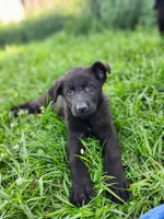Oakley, a male German Shepherd Dog for sale in Darlington, WI – 3 of 4
