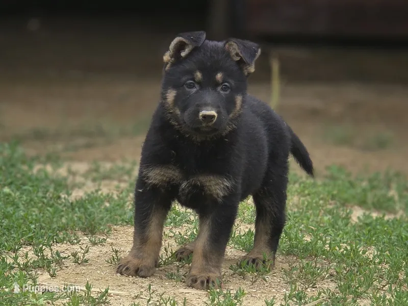 Zeus – German Shepherd Dog puppy for sale in Darlington, WI