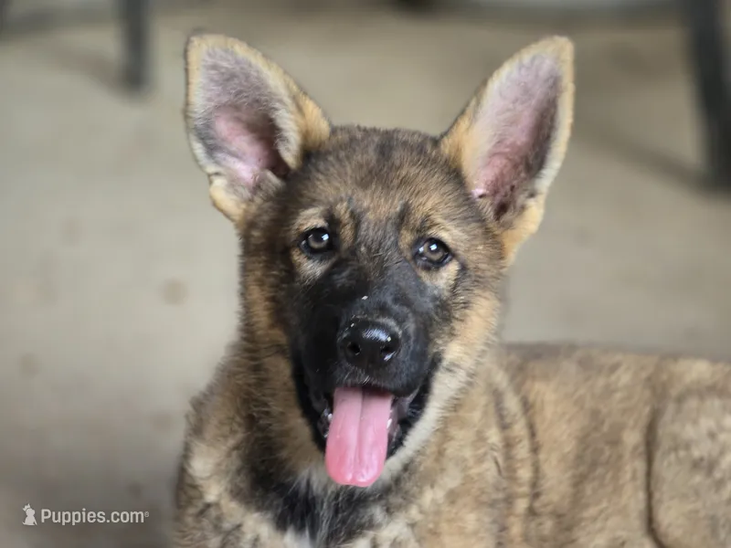 Sage – German Shepherd Dog puppy for sale in Darlington, WI