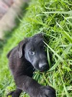 Oakley, a male German Shepherd Dog for sale in Darlington, WI – 2 of 4