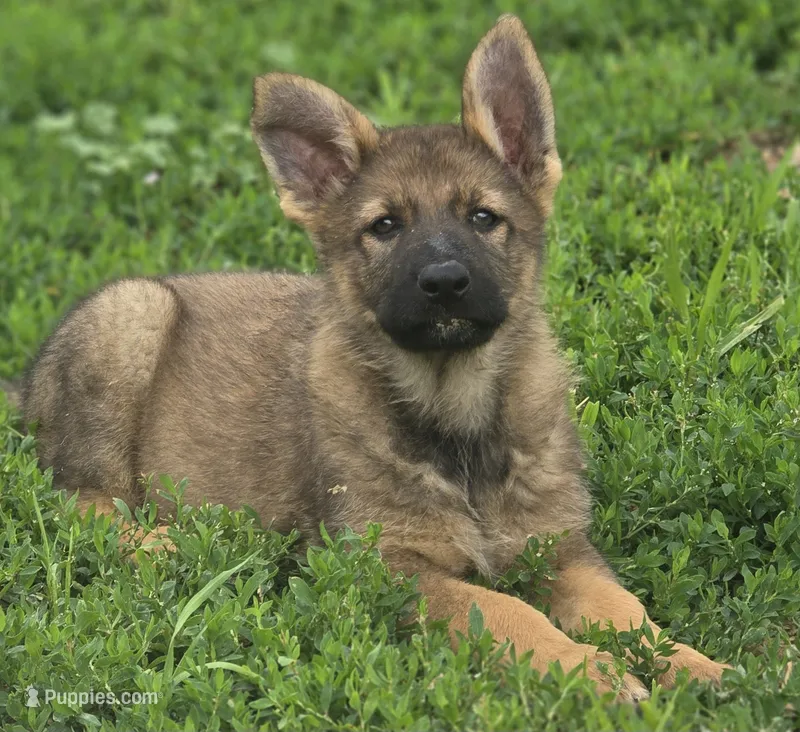 Morgan – German Shepherd Dog puppy for sale in Darlington, WI