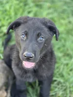 Oakley, a male German Shepherd Dog for sale in Darlington, WI – 4 of 4