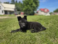 Willow , a female German Shepherd Dog for sale in Darlington, WI – 3 of 4