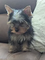 oreo, a male Yorkshire Terrier for sale in Reinholds, PA – 6 of 6