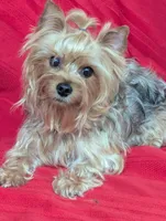 black beauty, a female Yorkshire Terrier for sale in Reinholds, PA – Photo 5 of 5