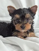 black beauty, a female Yorkshire Terrier for sale in Reinholds, PA – 7 of 7