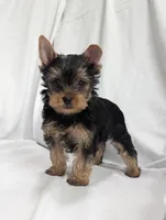 black beauty, a female Yorkshire Terrier for sale in Reinholds, PA – 6 of 7