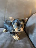 black beauty, a female Yorkshire Terrier for sale in Reinholds, PA – Photo 2 of 5