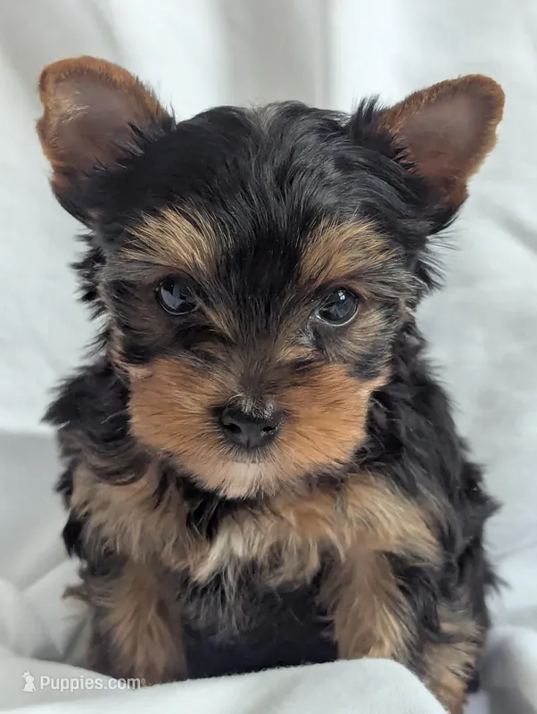 black beauty – Yorkshire Terrier puppy for sale in Reinholds, PA