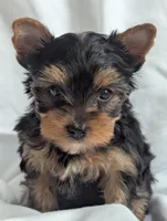 black beauty, a female Yorkshire Terrier for sale in Reinholds, PA – Photo 1 of 5