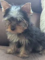 oreo, a male Yorkshire Terrier for sale in Reinholds, PA – 2 of 6