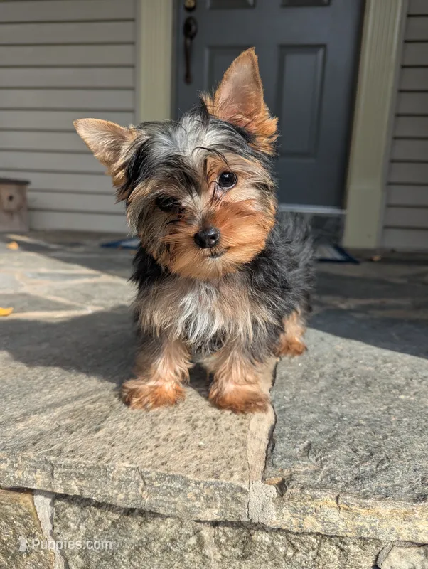 oreo – Yorkshire Terrier puppy for sale in Reinholds, PA
