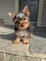 oreo, a male Yorkshire Terrier for sale in Reinholds, PA – 1 of 6