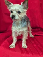 black beauty, a female Yorkshire Terrier for sale in Reinholds, PA – Photo 3 of 5