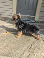 oreo, a male Yorkshire Terrier for sale in Reinholds, PA – 4 of 6