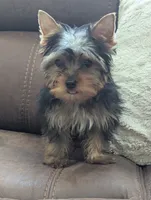 oreo, a male Yorkshire Terrier for sale in Reinholds, PA – 3 of 6