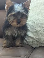 oreo, a male Yorkshire Terrier for sale in Reinholds, PA – 5 of 6