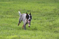 Ledoux, a male Australian Cattle Dog for sale in State Road, NC – 4 of 5