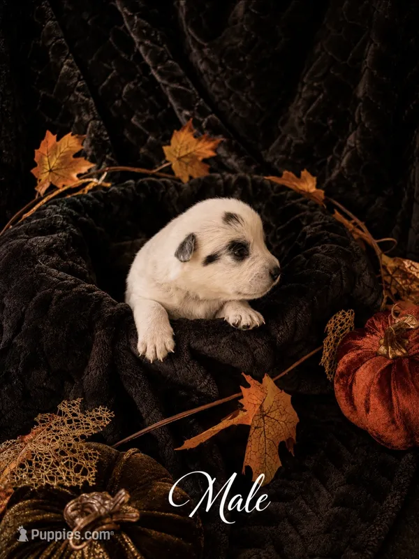 Six M Cattle Dogs – Australian Cattle Dog puppy for sale in State Road, NC