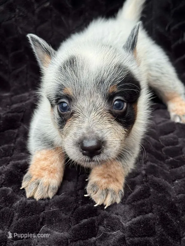 Full Mask Male #2 – Australian Cattle Dog puppy for sale in State Road, NC