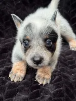 Full Mask Male #2, a male Australian Cattle Dog for sale in State Road, NC – 1 of 4
