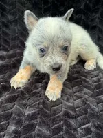 Plain Face Male, a male Australian Cattle Dog for sale in State Road, NC – 2 of 3