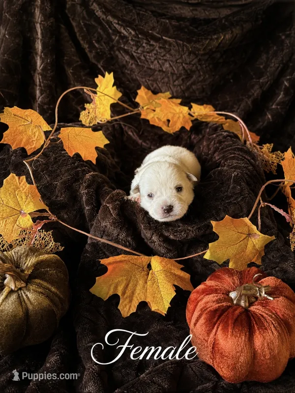 Six M Cattle Dogs – Australian Cattle Dog puppy for sale in State Road, NC