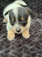 Full Mask Male #3, a male Australian Cattle Dog for sale in State Road, NC – 1 of 2