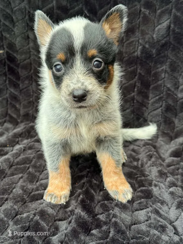 Full Mask Female – Australian Cattle Dog puppy on hold in State Road, NC